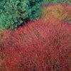 Sanger "Kelseyi" 0.20 - 0.45 m / Cornus sericea "Kelseyi"/