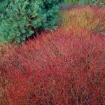 Sanger "Kelseyi" 0.20 - 0.45 m / Cornus sericea "Kelseyi"/