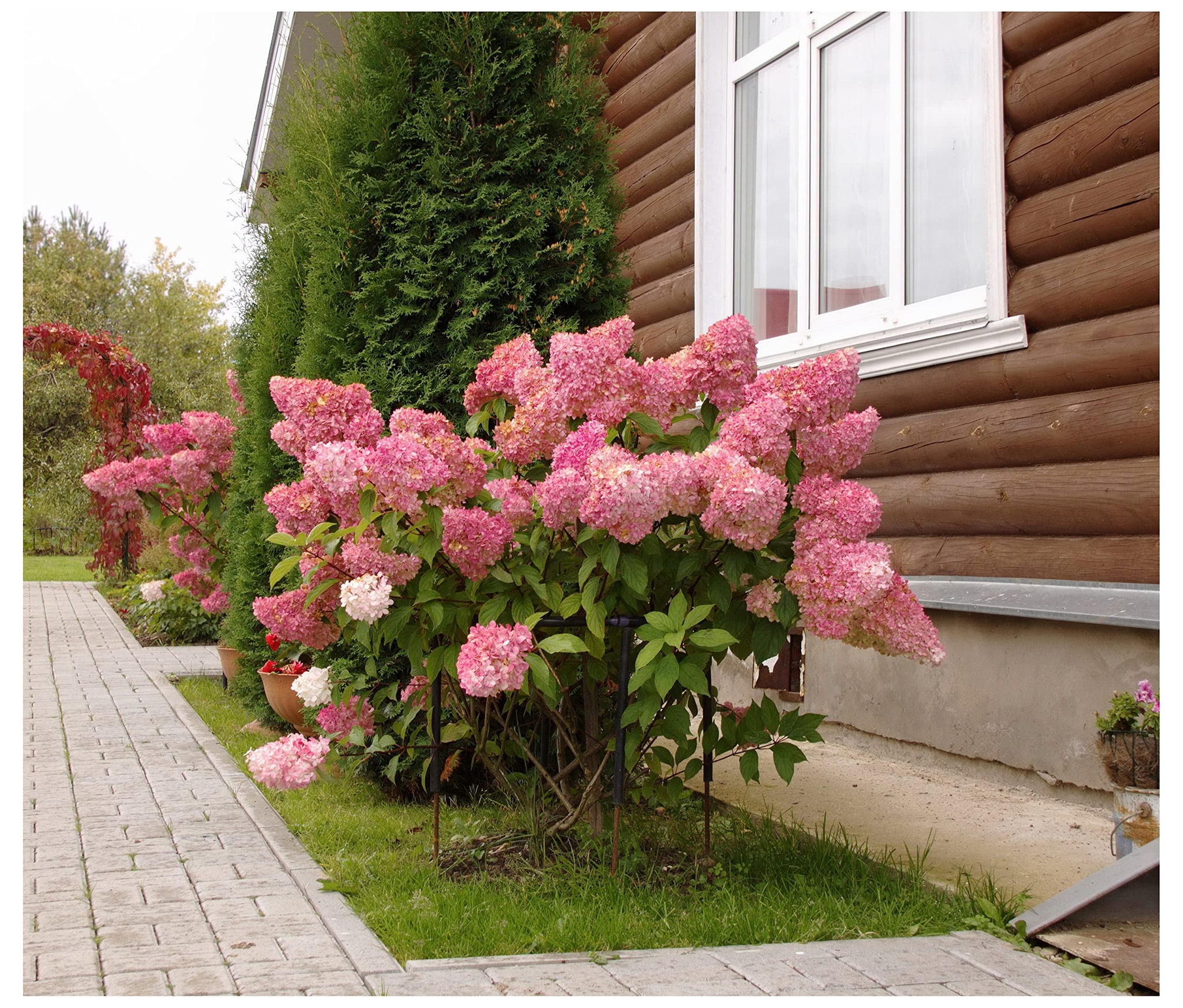 Hortensia paniculata "Pinky Winky" / Hydrangea paniculata "Pinky Winky"/