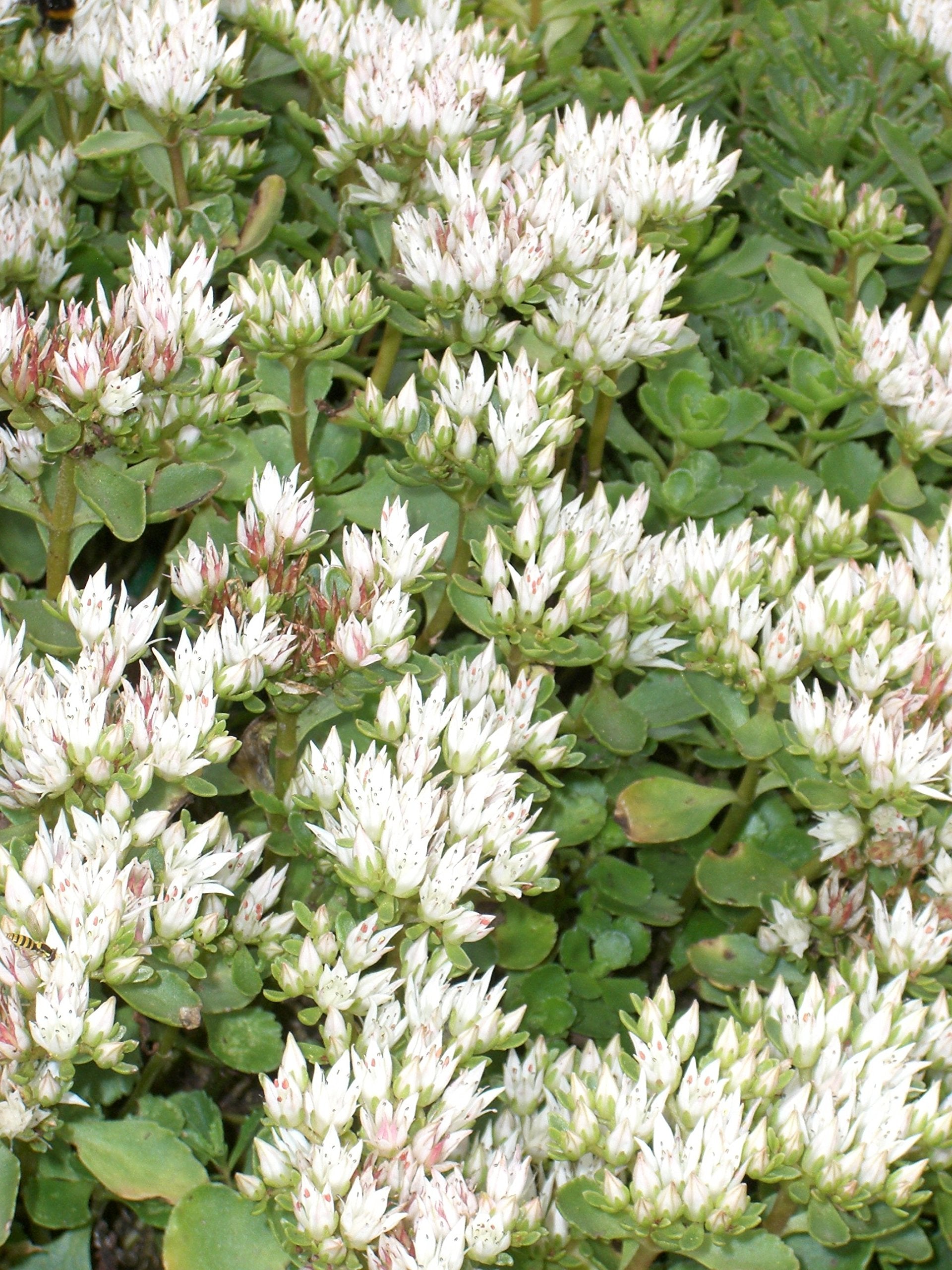 Iarba grasa "Album Superbum"0.10 - 0.20 m / Sedum spurium "Album Superbum"/