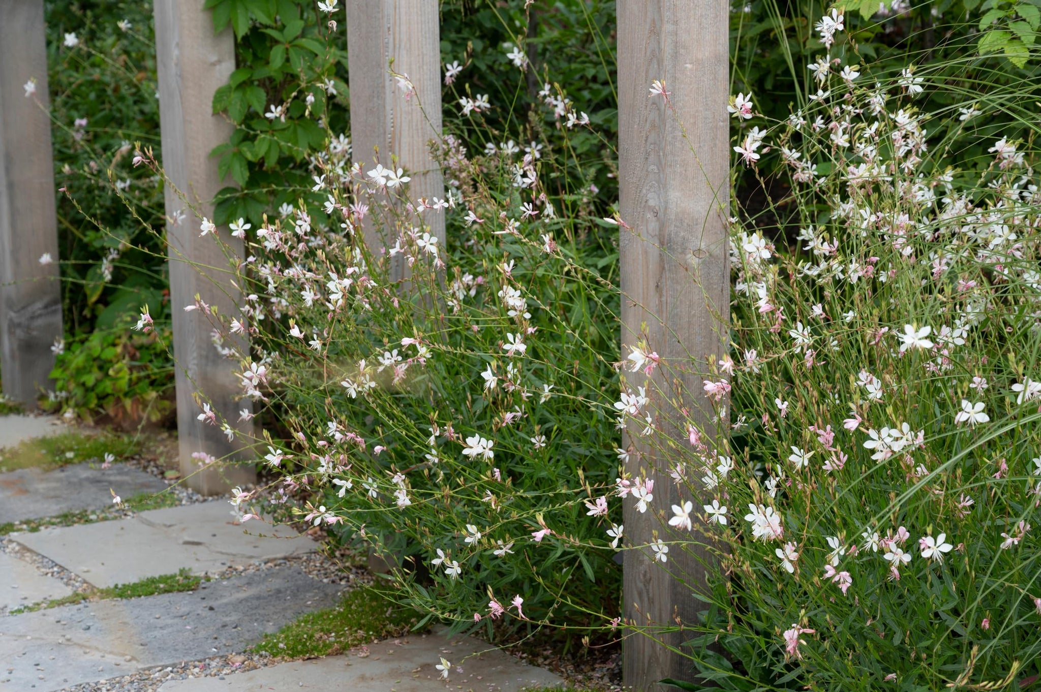 Gaura lindheimeri "Whirling Butterflies"