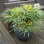 Mahonie "Soft Caress"  0.20 - 0.40 m / Mahonia eurybracteata "Soft Caress" /