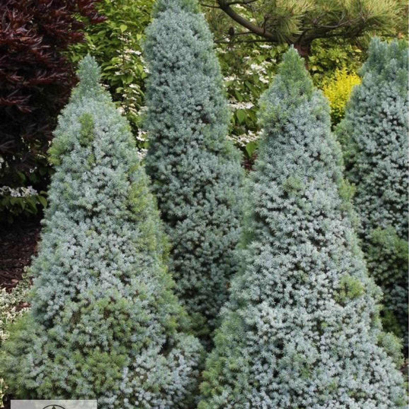 Molid alb "Sander's Blue" 0.40 - 0.50 m / Picea glauca "Sander's Blue"/