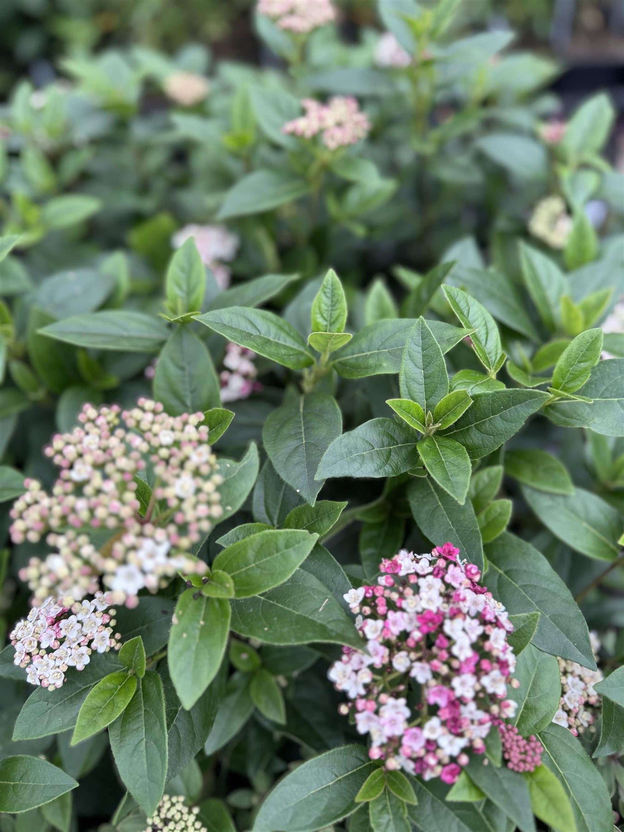 Viburnum tinus "Eve Price" multitulpinal / Viburnum tinus "Eve Price"/