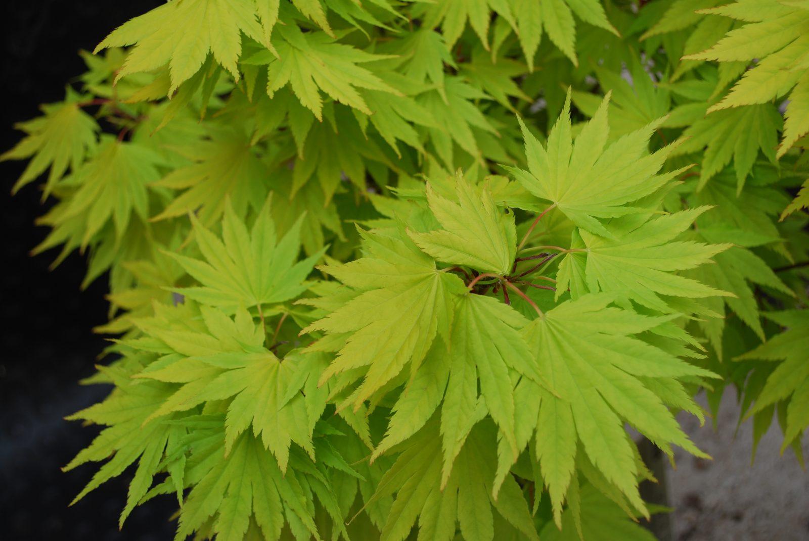 Artar japonez "Jordan" 1.00 - 1.30 m / Acer shirasawanum "Jordan" / gradina-noastra