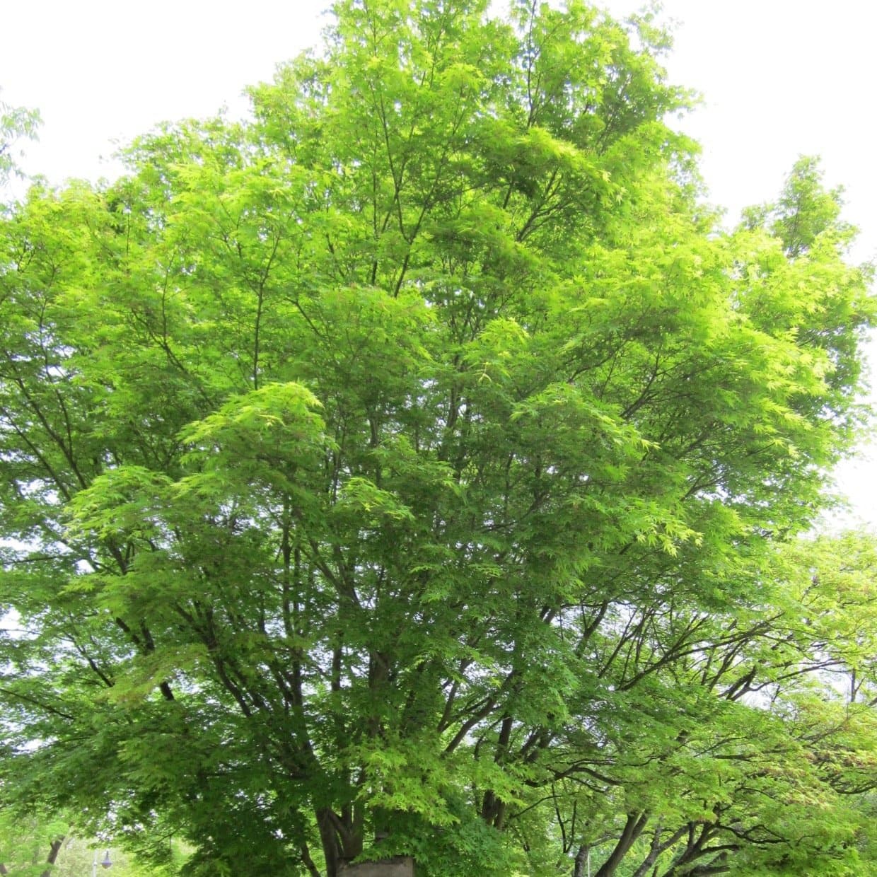 Artar japonez 1.75 - 2.00 m / Acer palmatum /