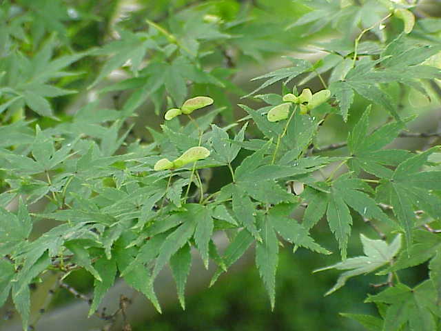 Artar japonez 1.75 - 2.00 m / Acer palmatum /