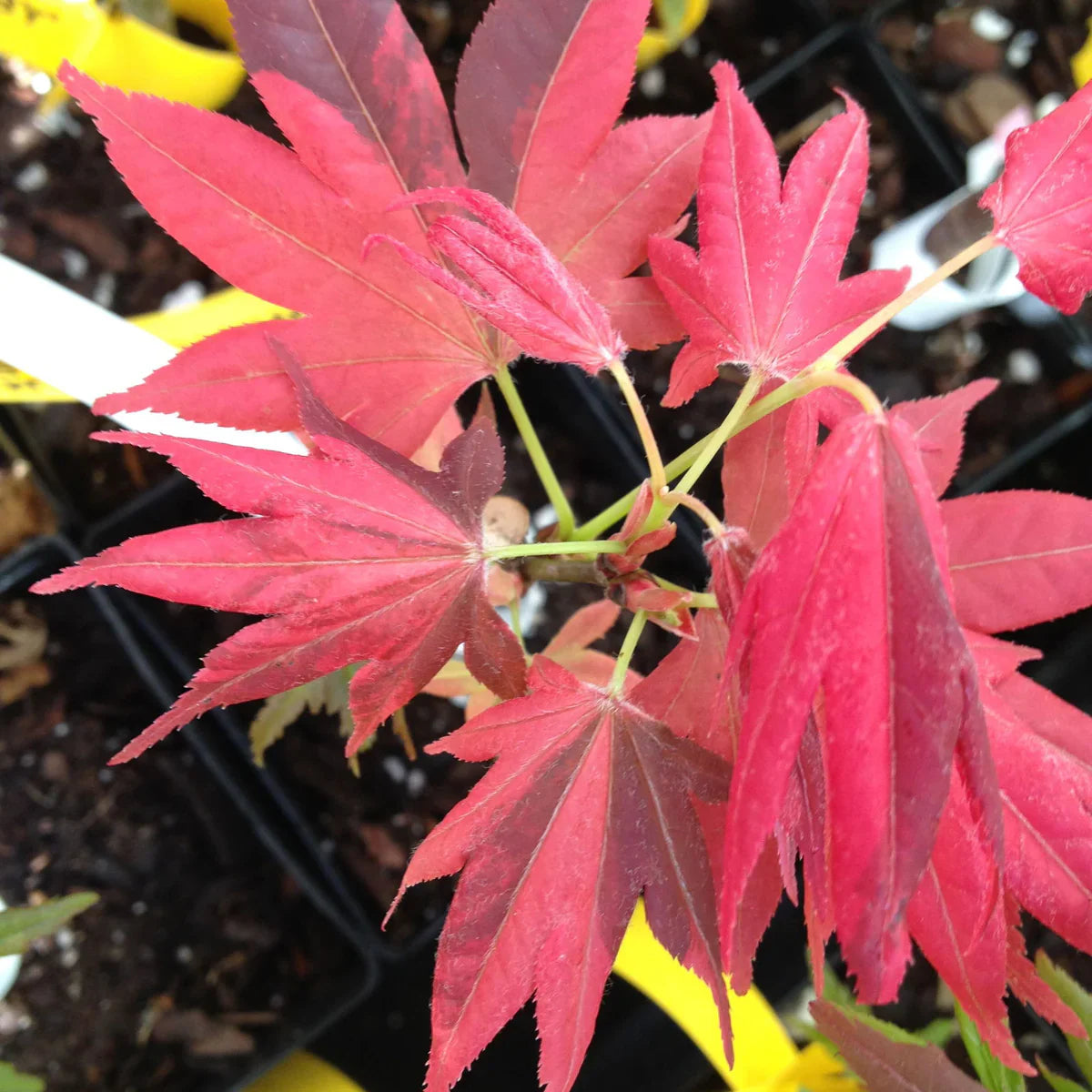 Artar japonez "Sode Nishiki" 1.20 - 1.50 m / Acer palmatum "Sode Nishiki"/