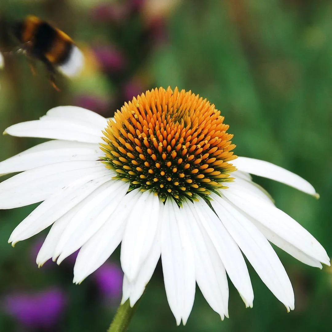 Echinacea purpurea 'Alba' 0.20 - 0.40 m