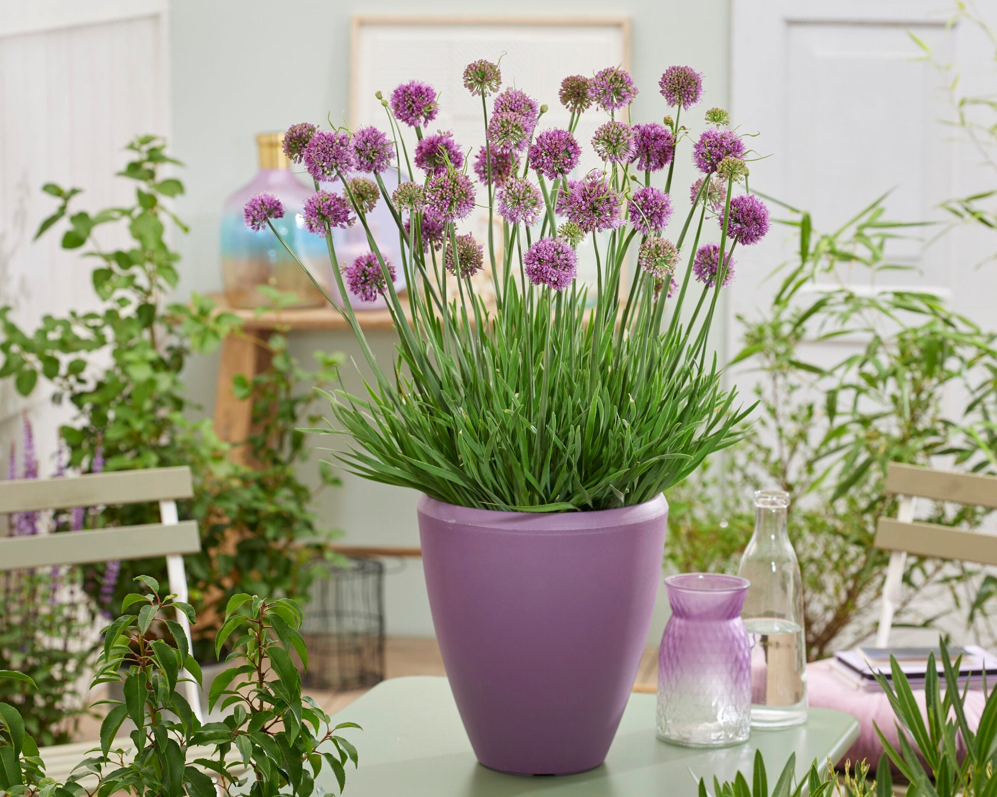 Allium 'Medusas Hair' ®