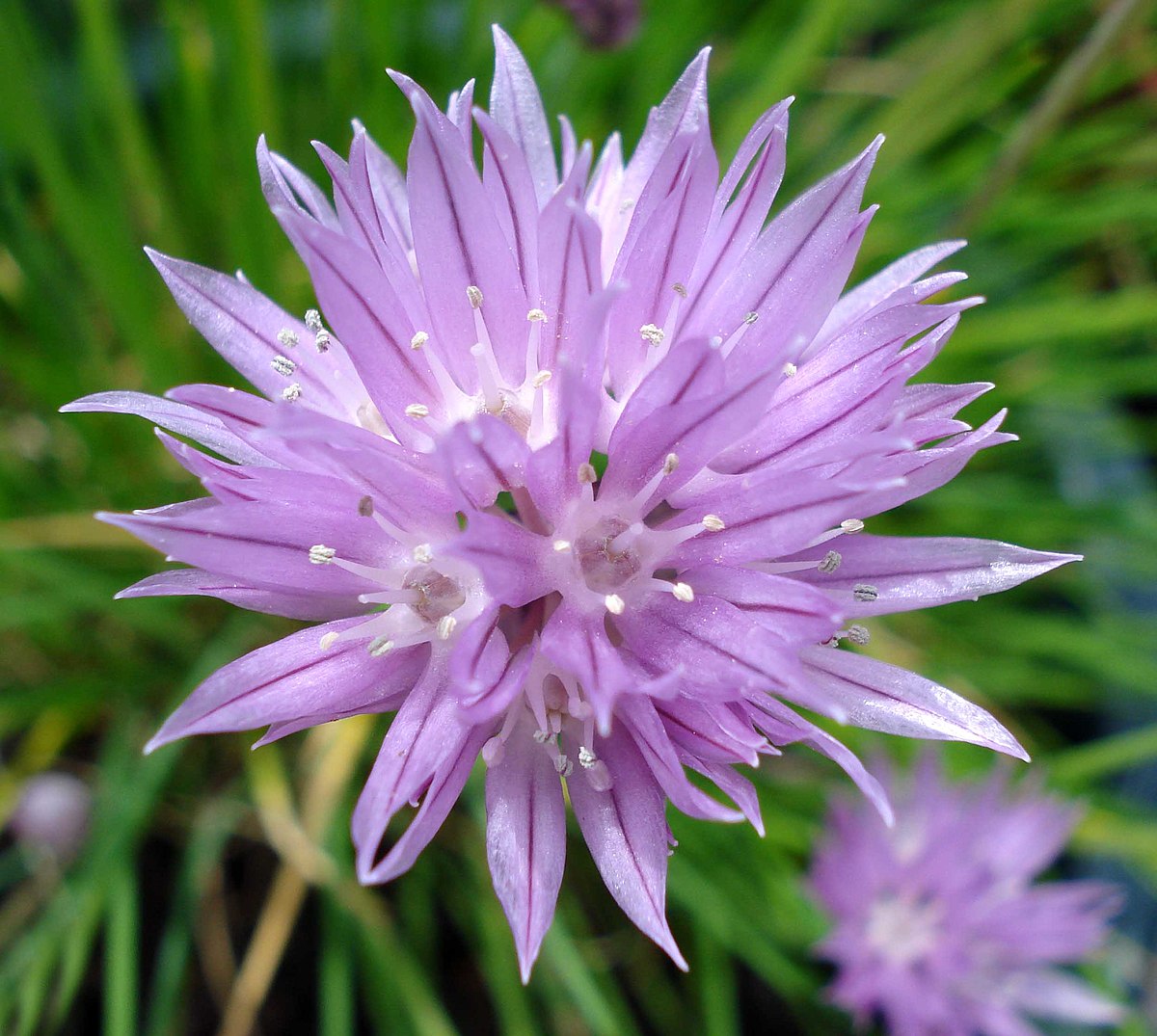 Allium schoenoprasum 0.10 - 0.20 m