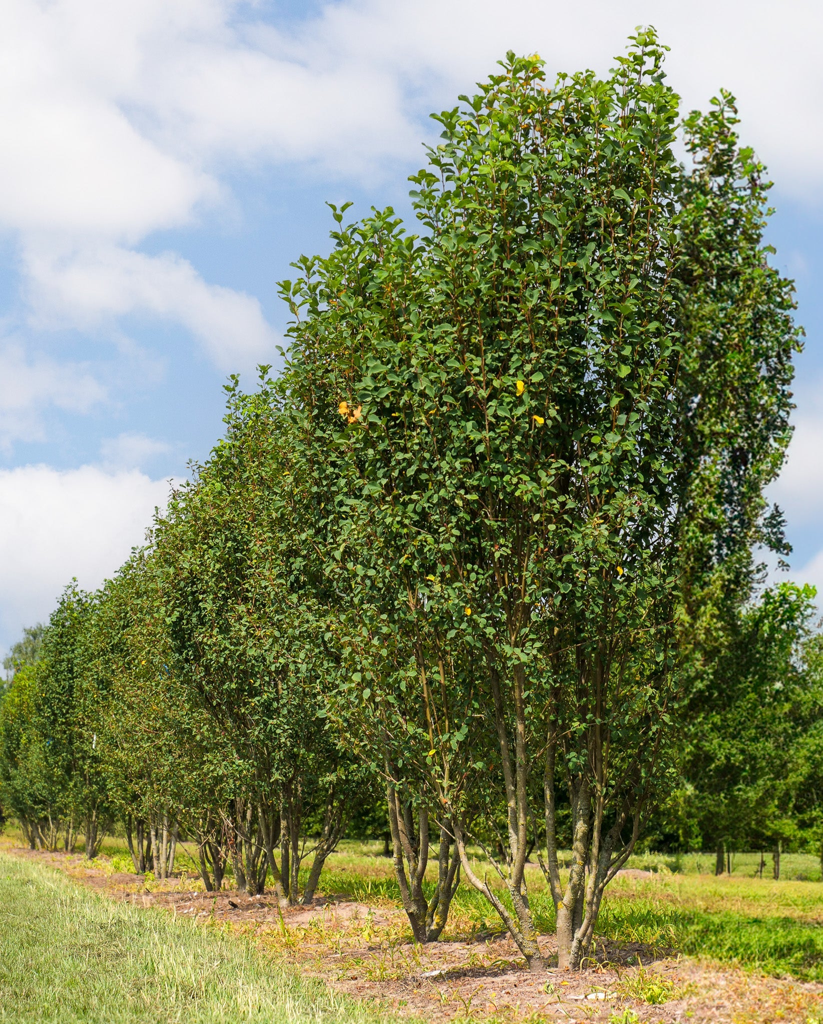 Arbore de stafide "Obelisk" 1.50 - 1.70 m / Amelanchier alnifolia "Obelisk"/