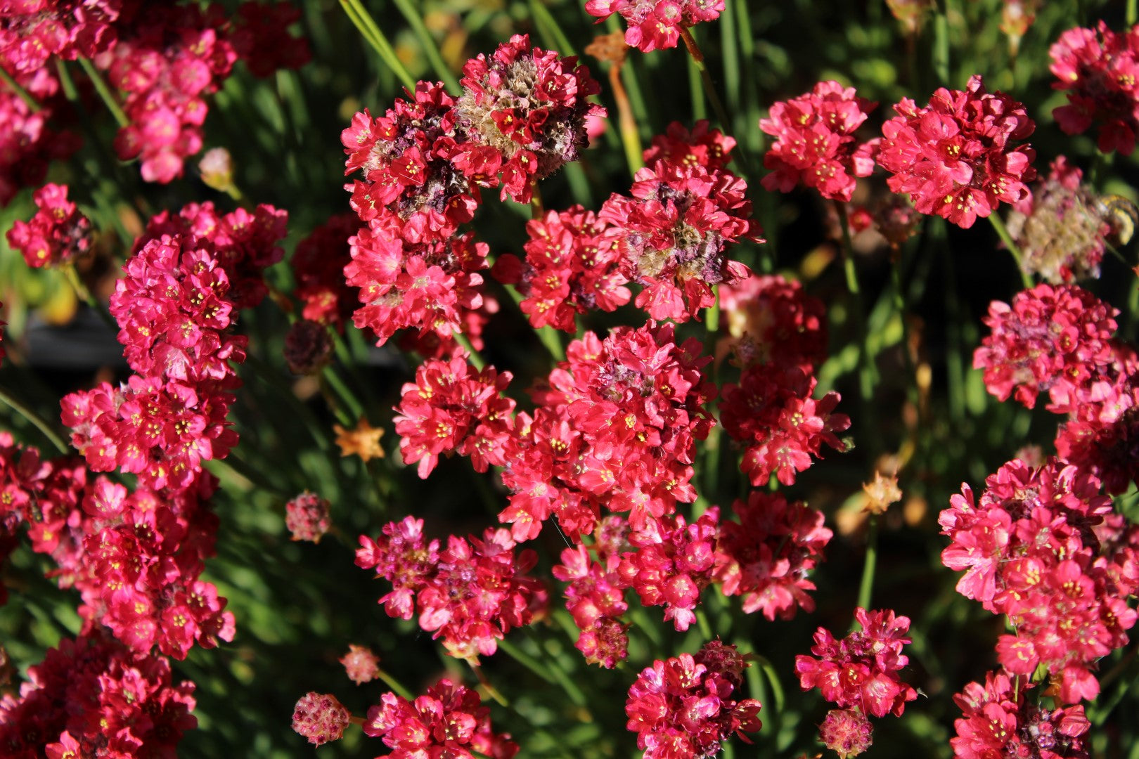 Armeria pseud. 'Ballerina Red'