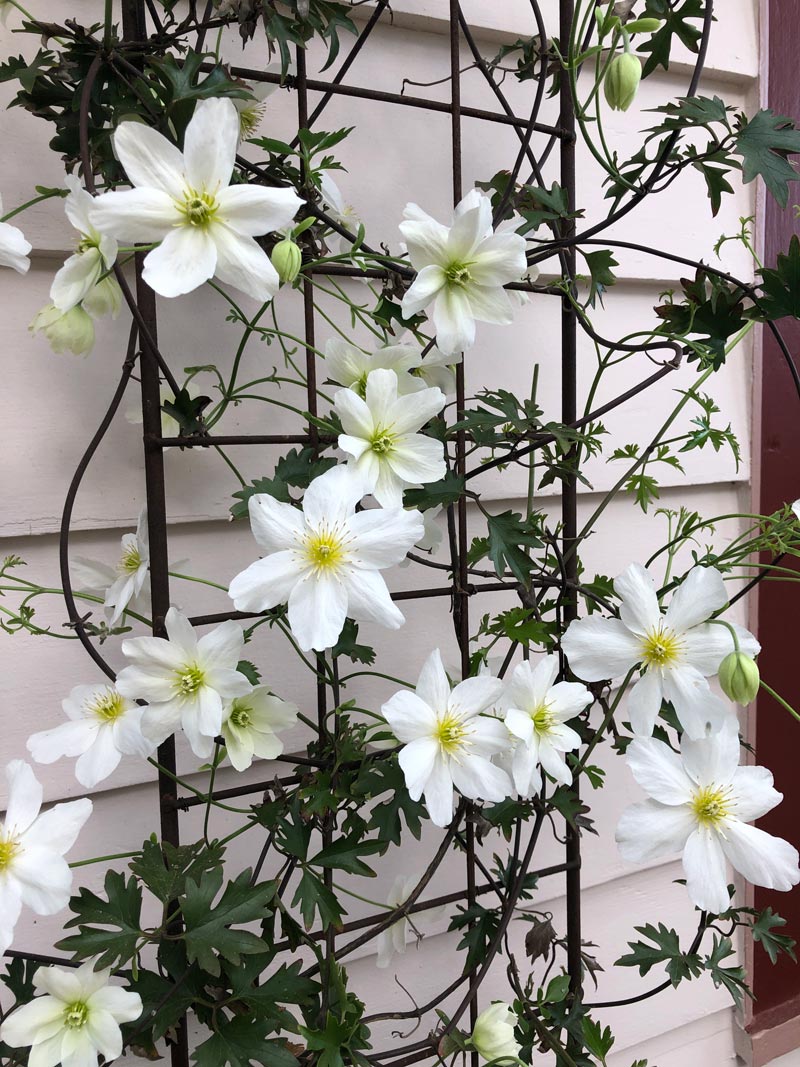 Clematis cartmanii "Avalanche"