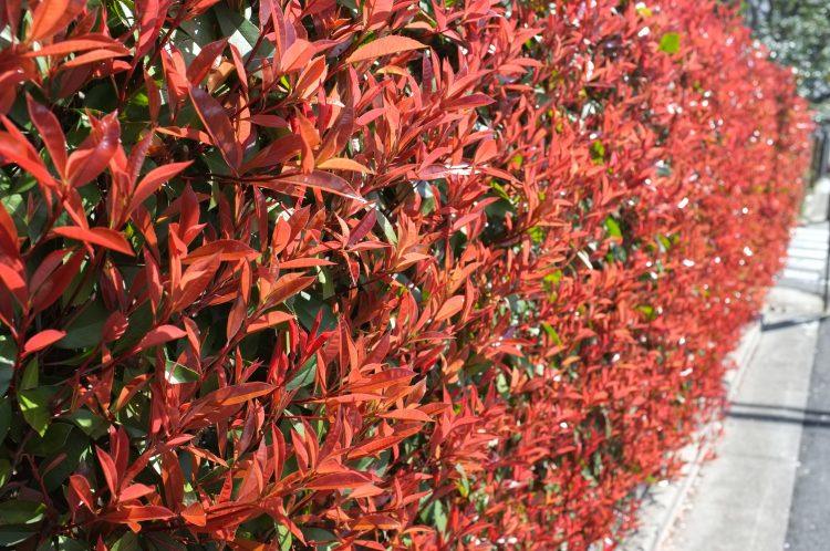 Photinia "Carre Rouge" gard viu 0.80 - 1.00 m / Photinia x fraseri "Carre Rouge"/ gradina-noastra