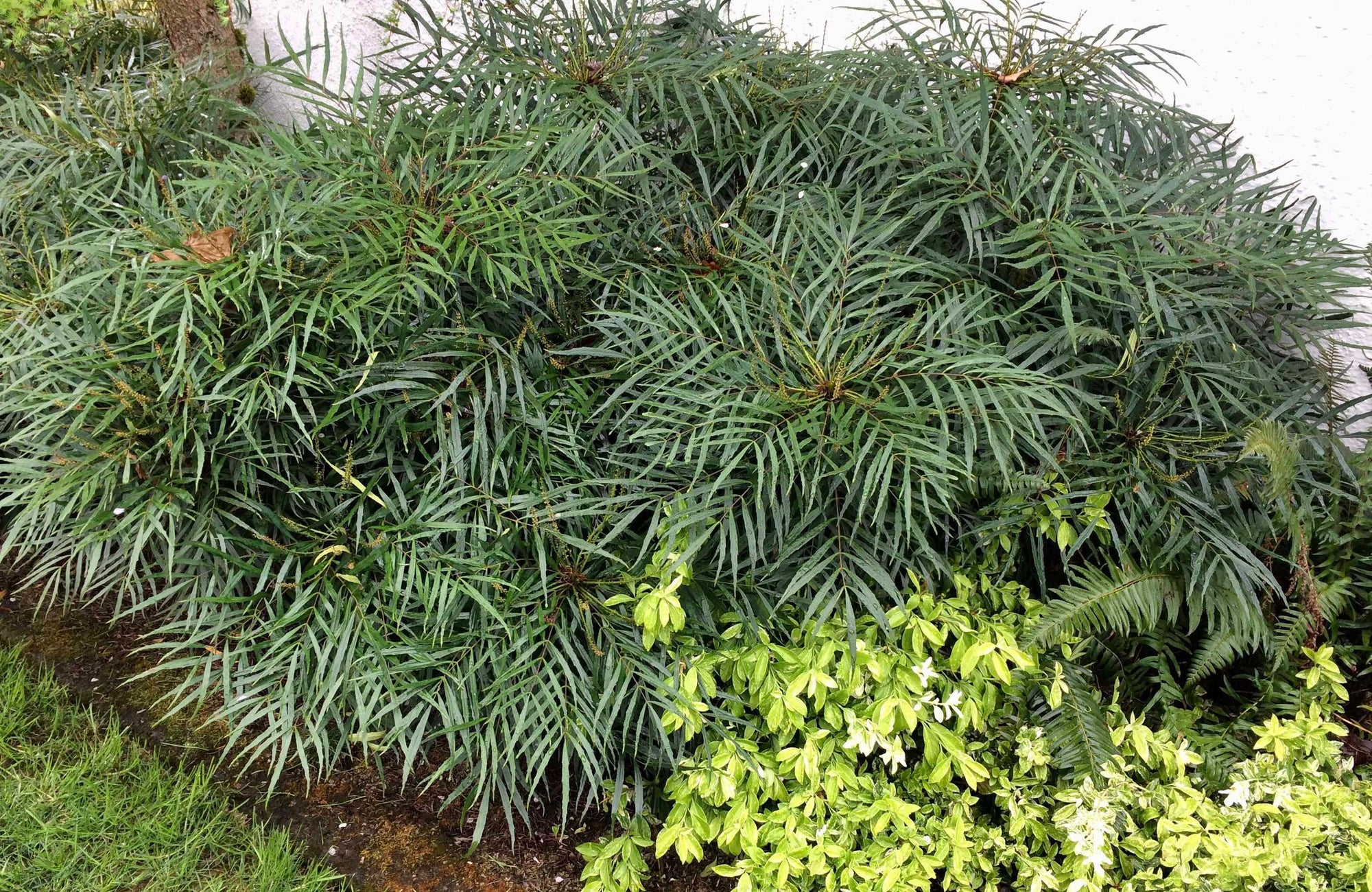 Mahonie "Soft Caress"  0.20 - 0.40 m / Mahonia eurybracteata "Soft Caress" /