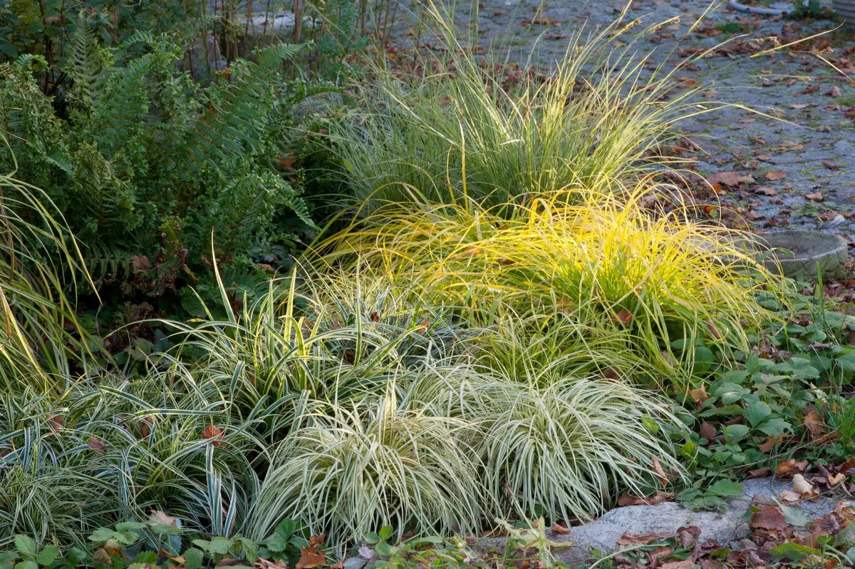 Carex morrowii "Vanilla Ice" 0.20 - 0.30 m