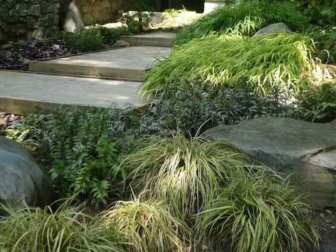 Carex morrowii "Vanilla Ice" 0.20 - 0.30 m