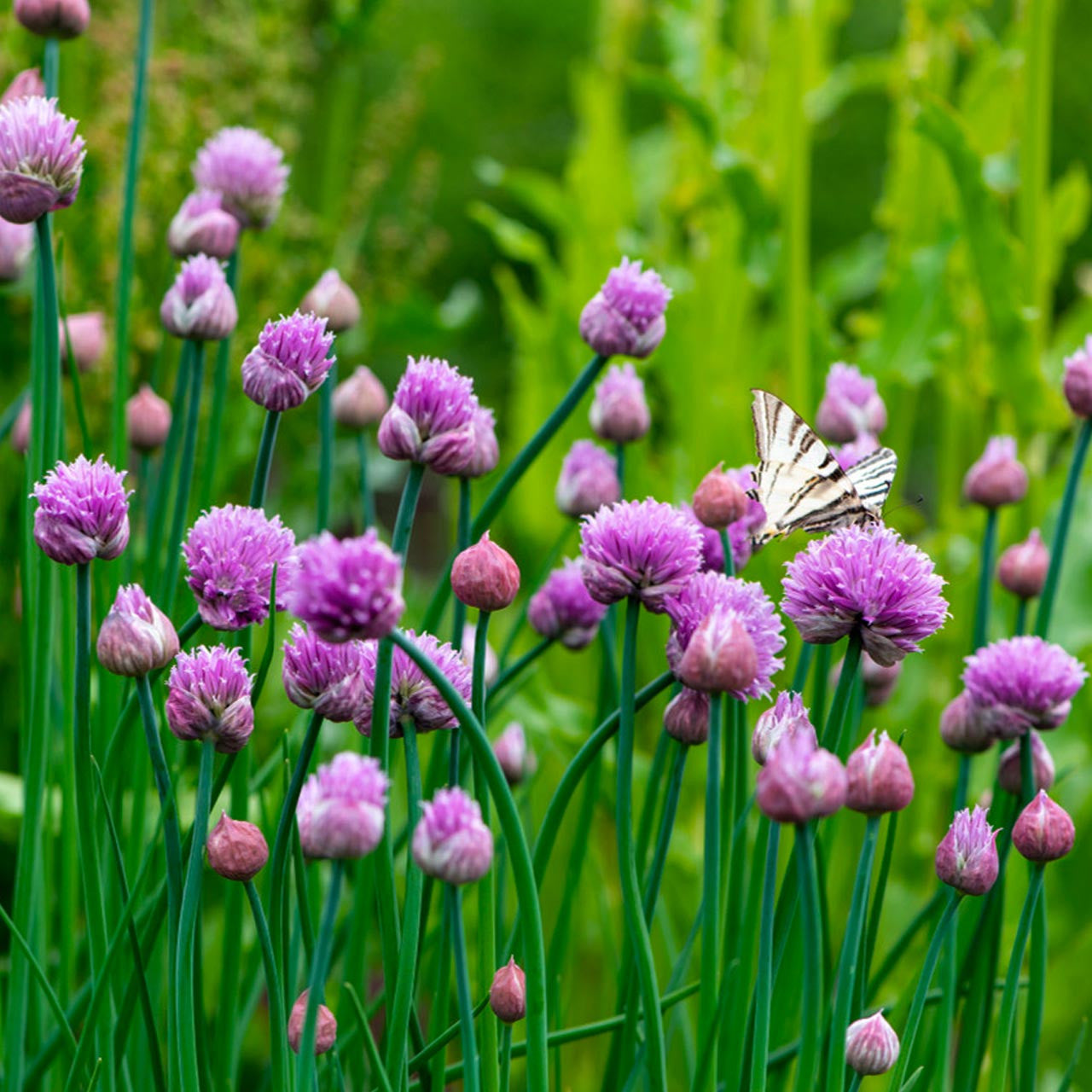 Allium schoenoprasum 0.10 - 0.20 m