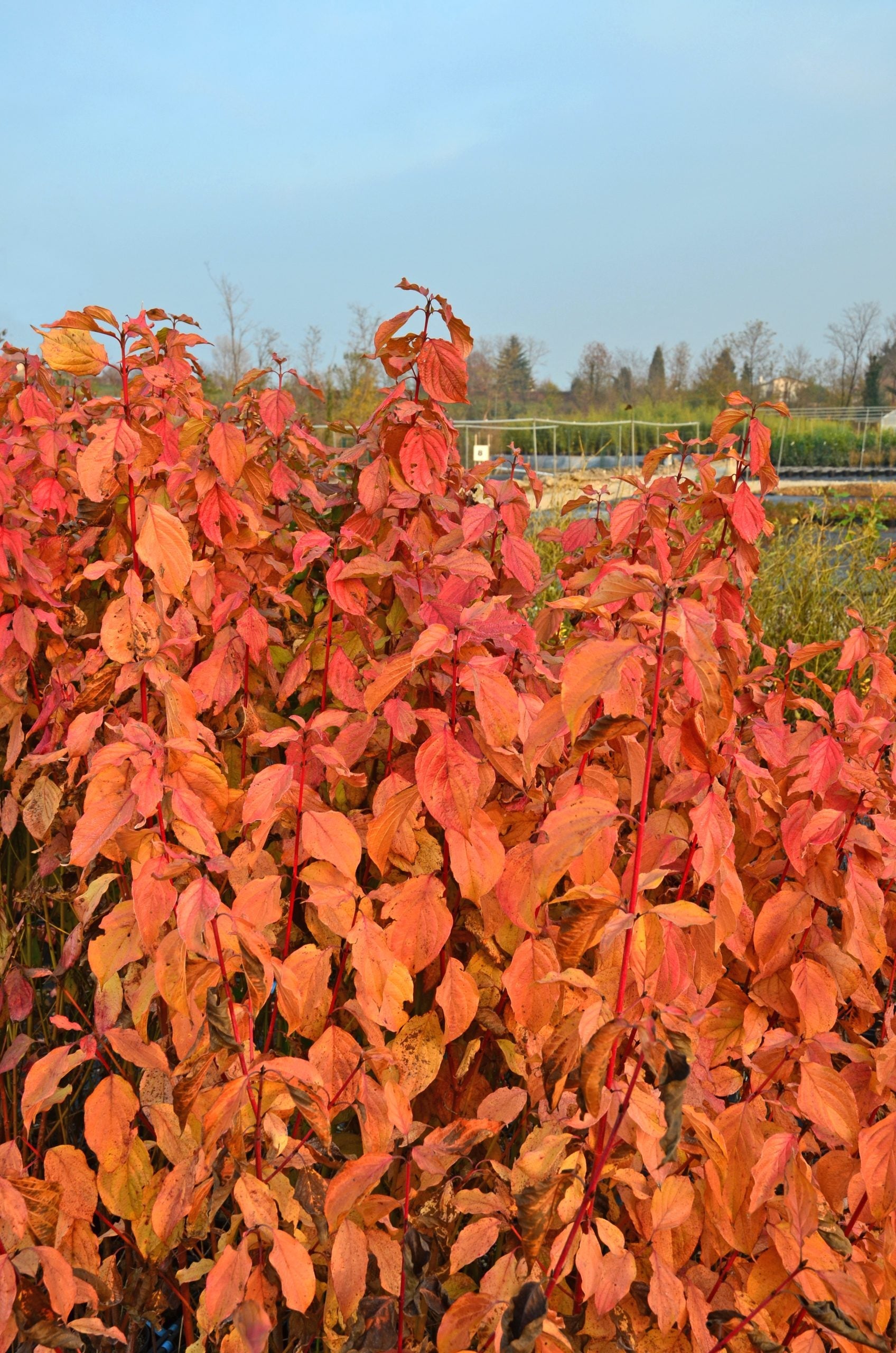 Sanger "Anny's Winter Orange" 0.30 - 0.50 m / Cornus sanguinea "Anny's Winter Orange"/