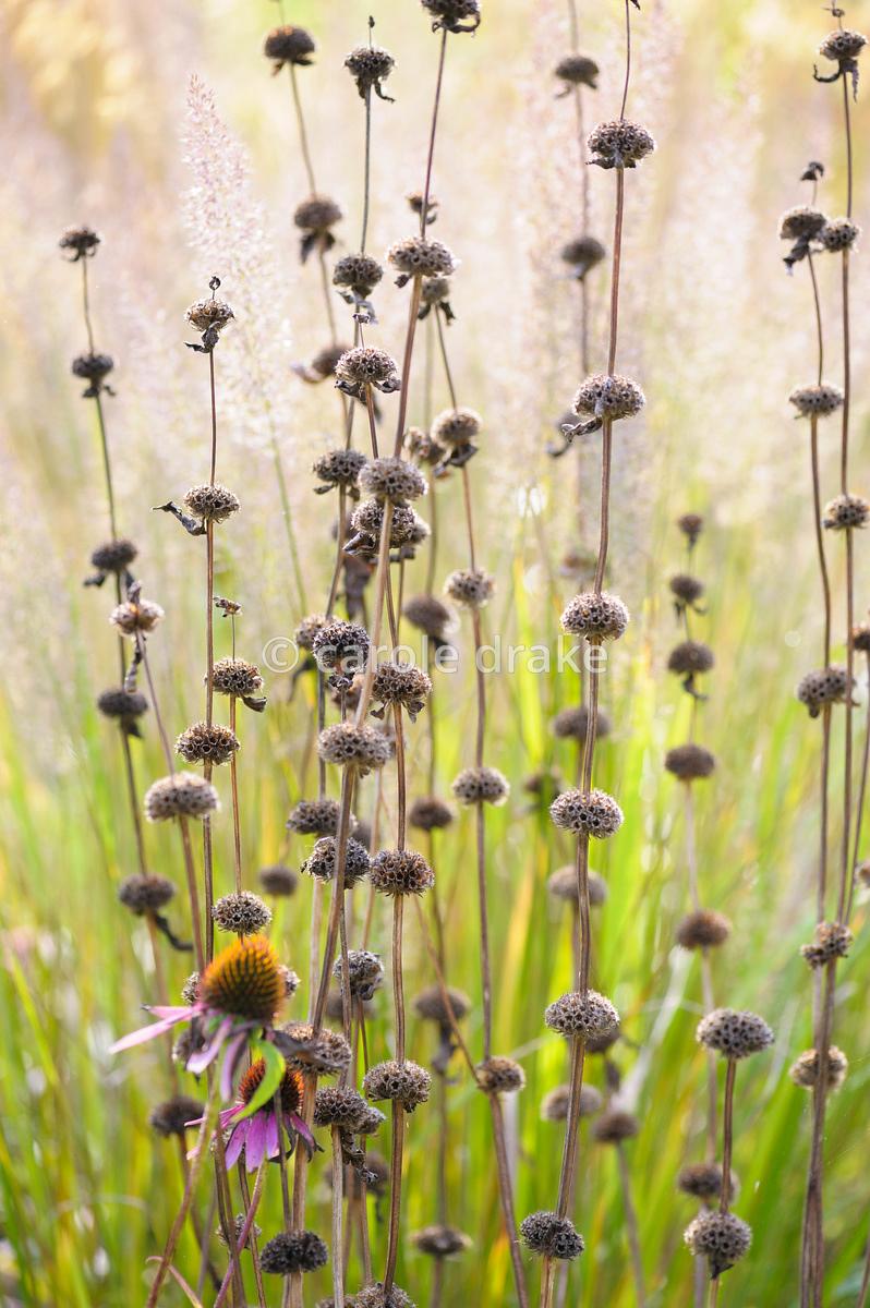 Phlomis tuberosa 0.10 - 0.20 m
