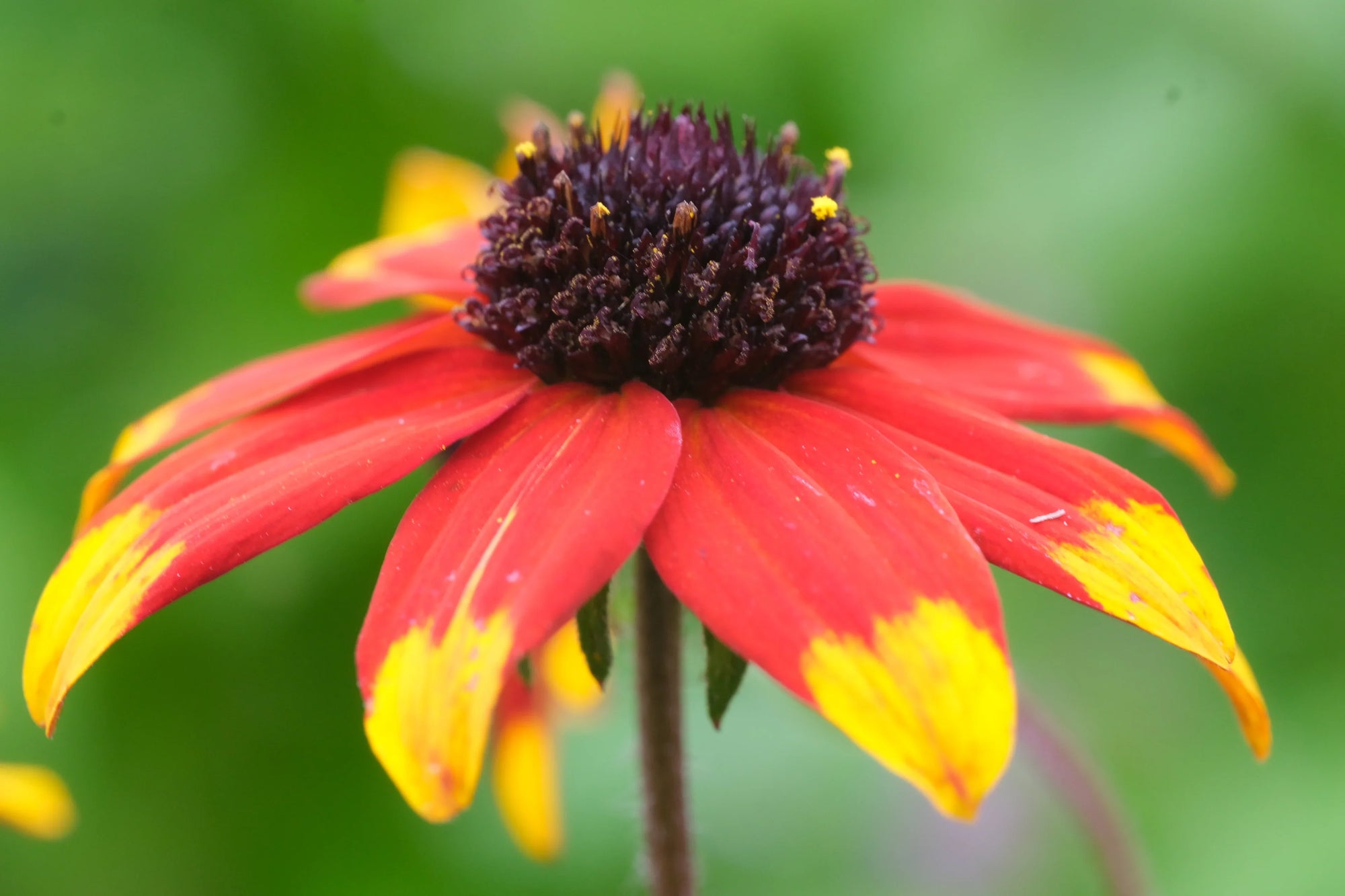 Rudbeckia triloba "Prairie Glow"