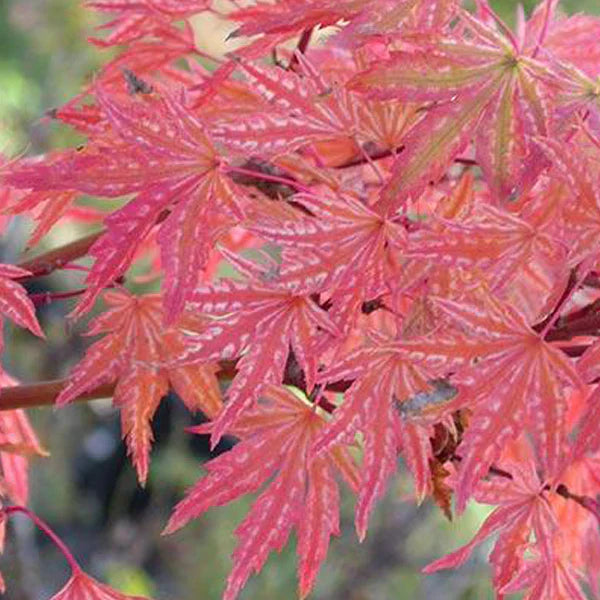 Artar japonez "Higasayama" 1.20 - 1.50 m / Acer palmatum "Higasayama"/
