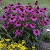 Echinacea purp. "Purple Emperor" 0.20 - 0.40 m