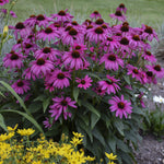 Echinacea purp. "Purple Emperor" 0.20 - 0.40 m