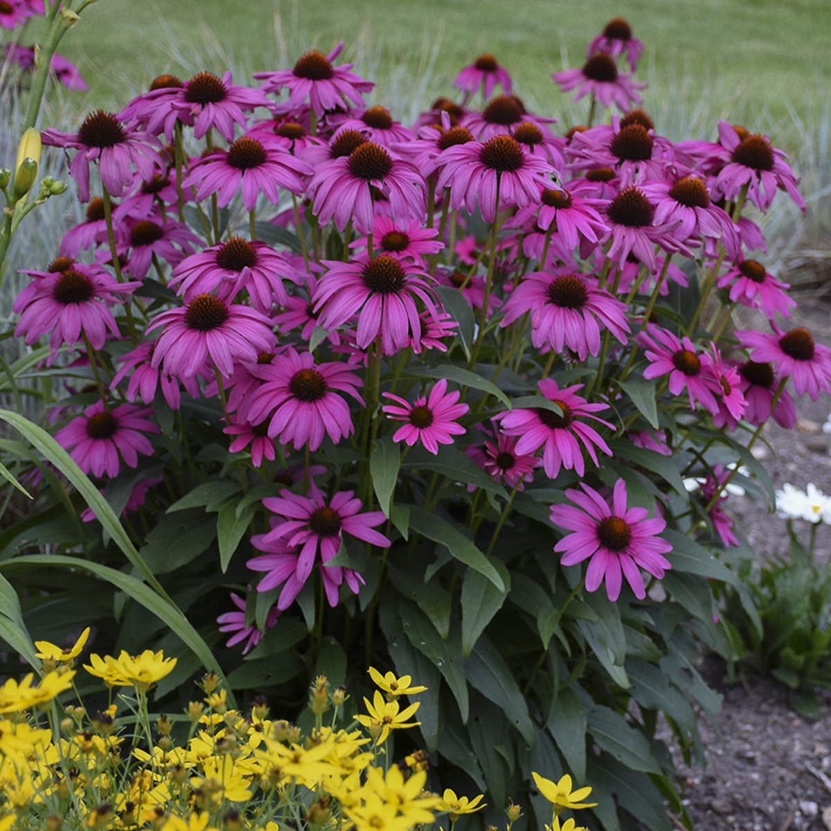 Echinacea purp. "Purple Emperor" 0.20 - 0.40 m