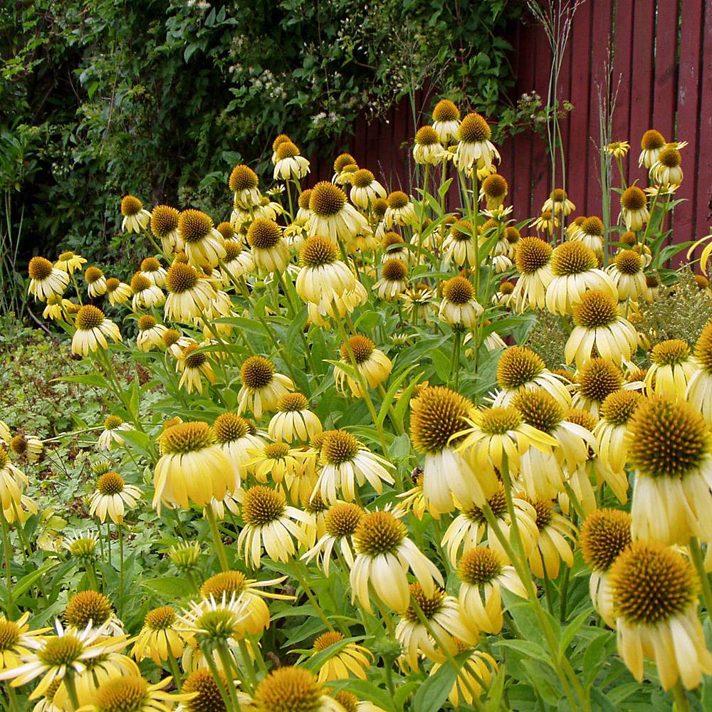 Echinacea purp. "Harvest Moon" 0.20 - 0.40 m