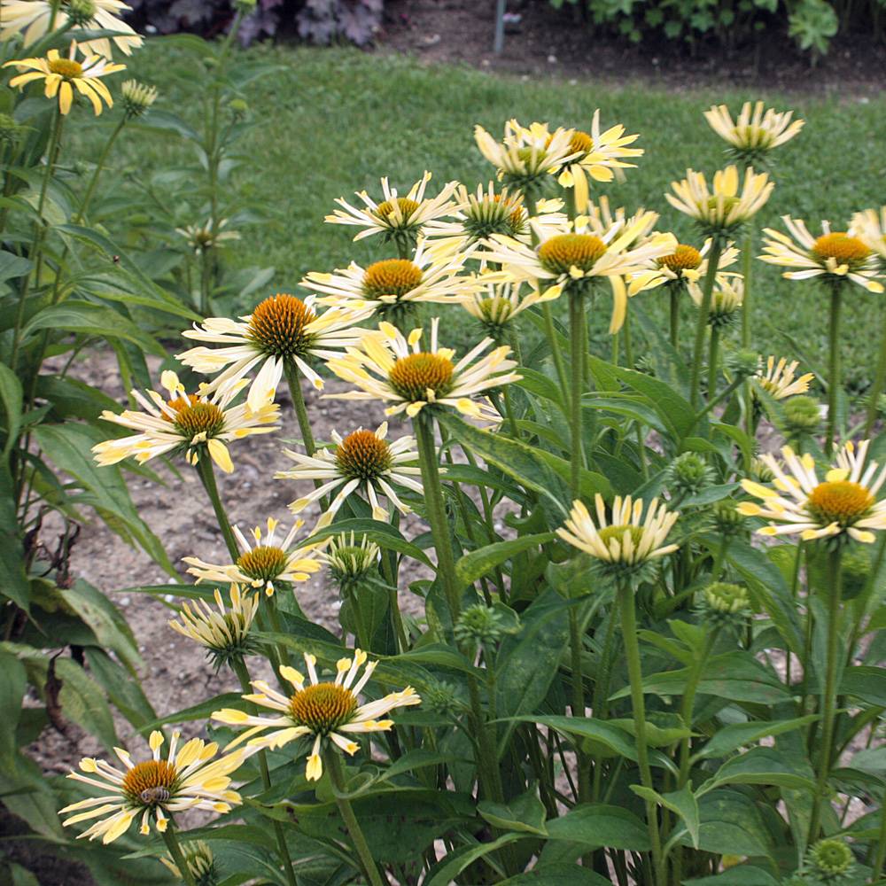 Echinacea purpurea 'Sunrise'  0.20 - 0.40 m