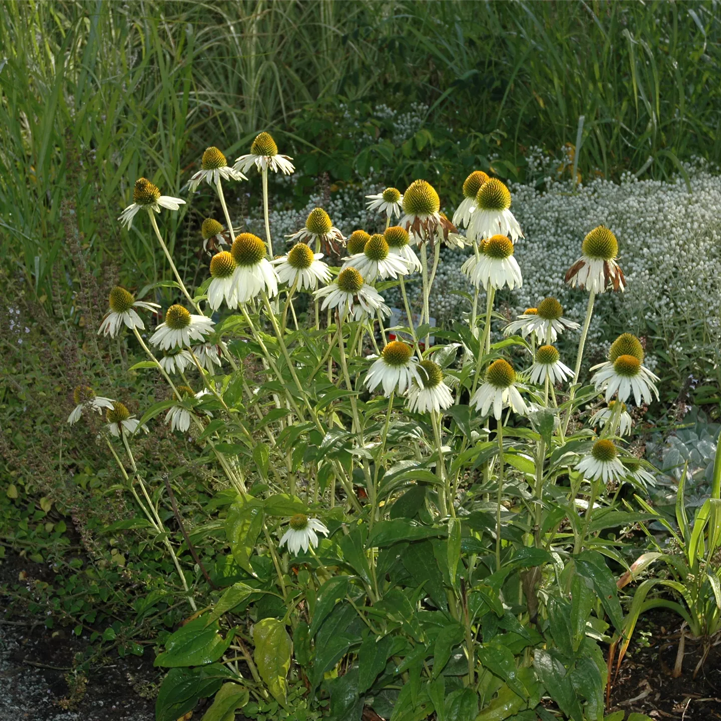 Echinacea purp. "Harvest Moon" 0.20 - 0.40 m