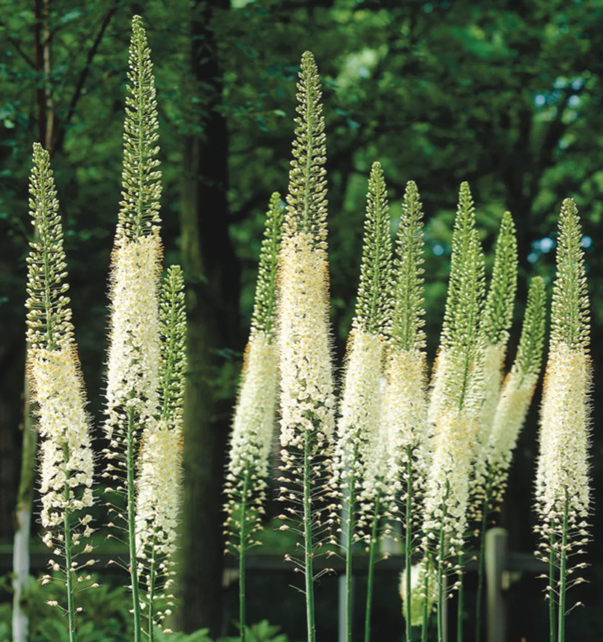 Eremurus mix 0.30 - 0.40 m