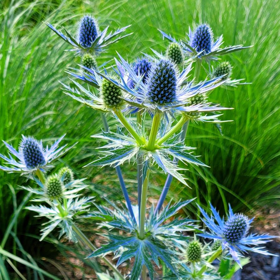 Eryngium "Big Blue"
