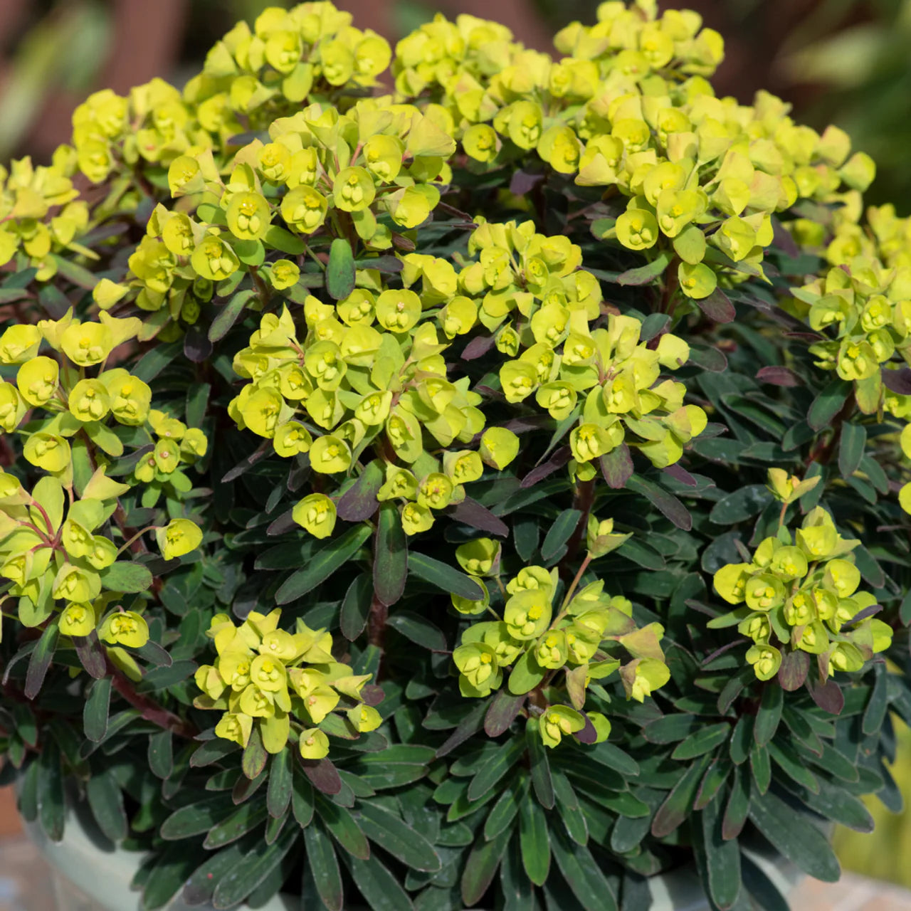 Euphorbia "Charam Redwing"