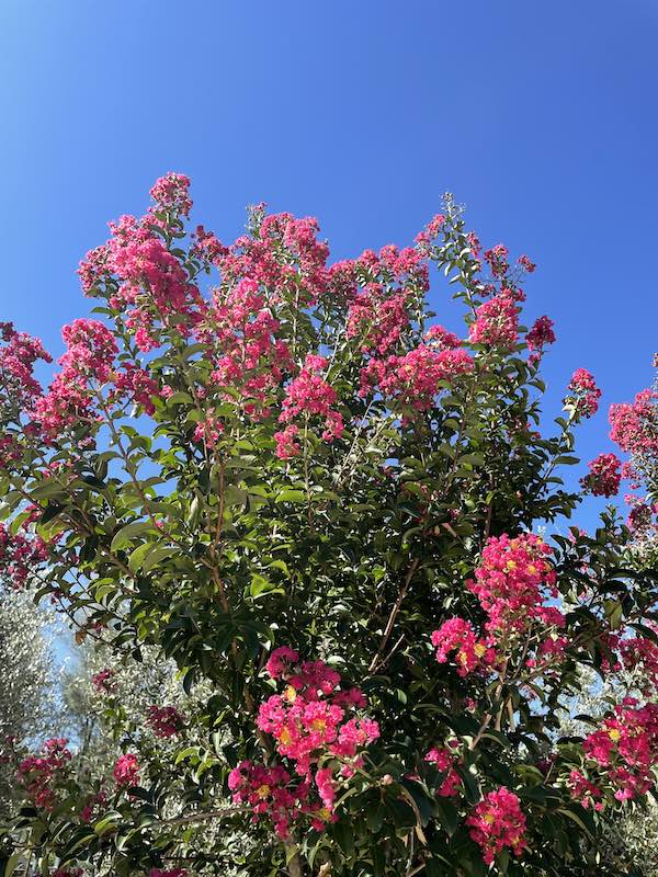 Liliac Indian "Caroline Beauty" arbore 1.70 - 2.00 m / Lagerstroemia Indica "Caroline Beauty" / - Gradina Noastra