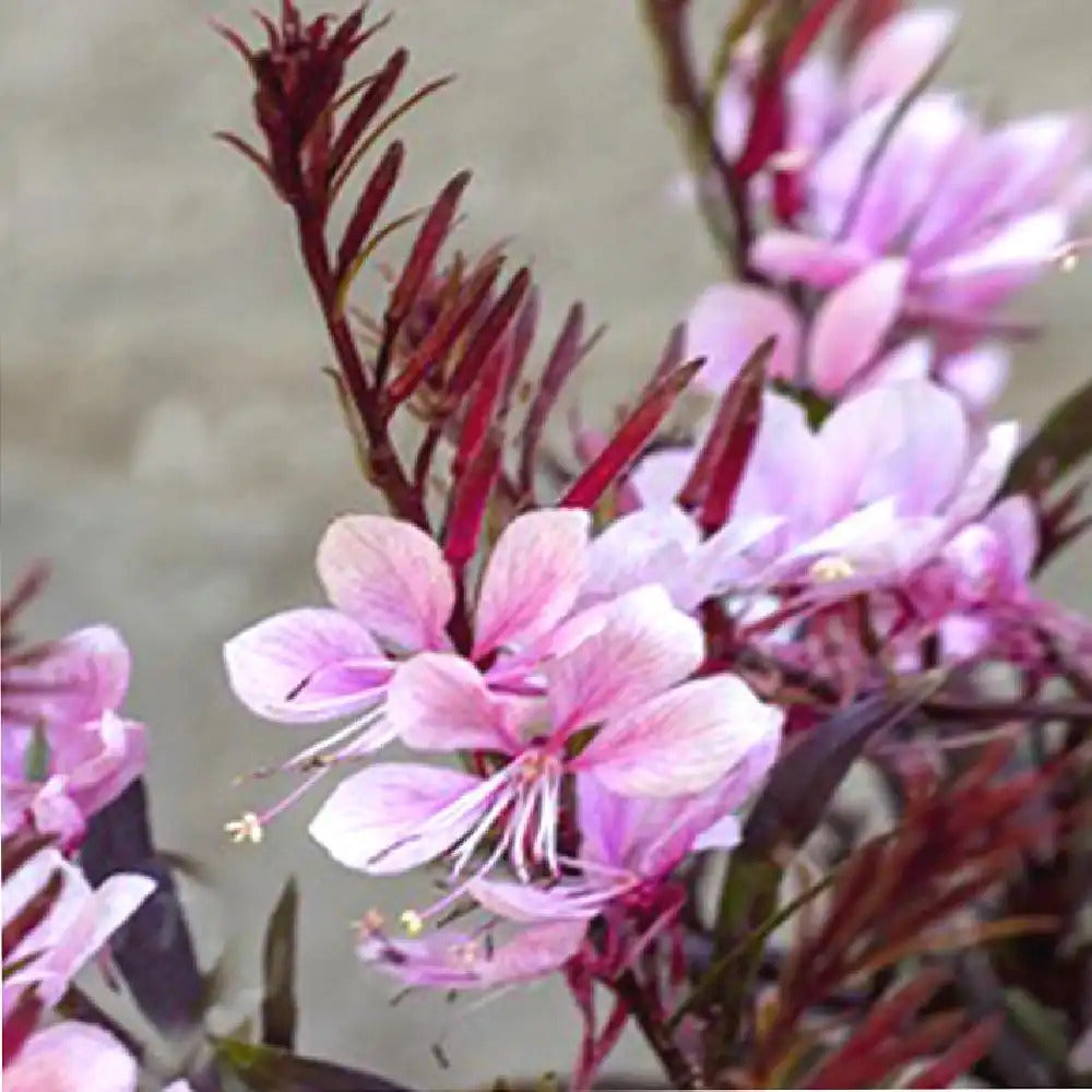 Gaura lindheimeri "Passionate Blush"