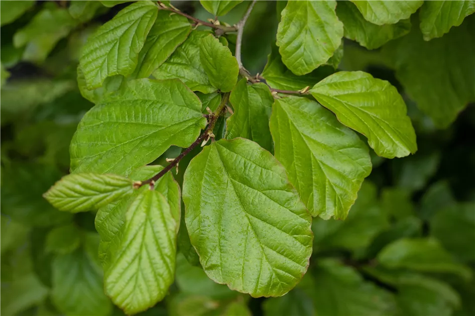 Arborele de Fier Persan palier / Parrotia persica /