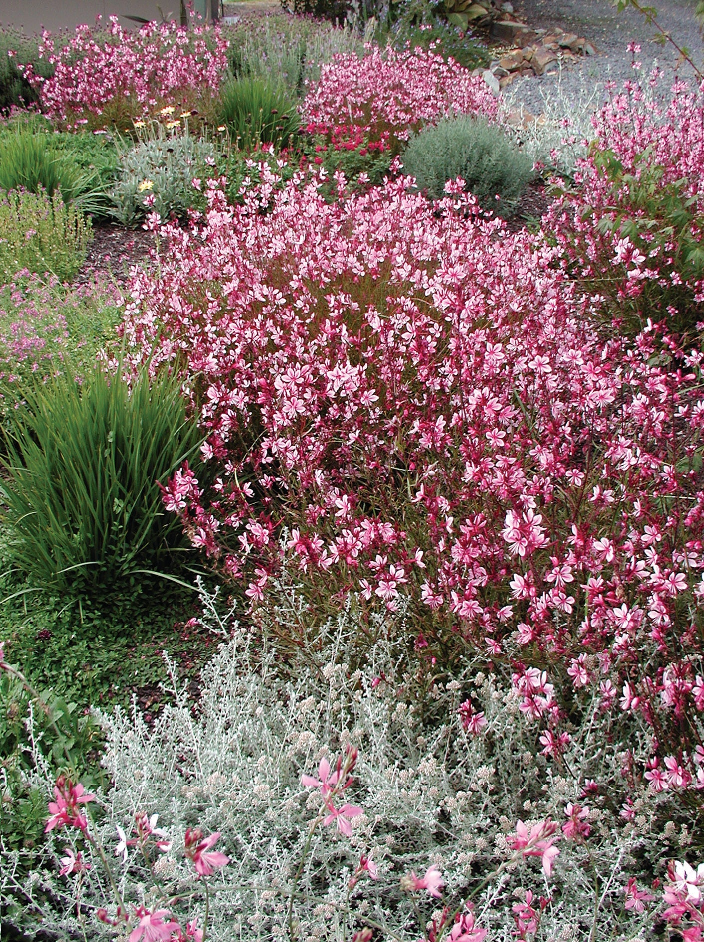 Gaura lindheimeri "Passionate Blush"