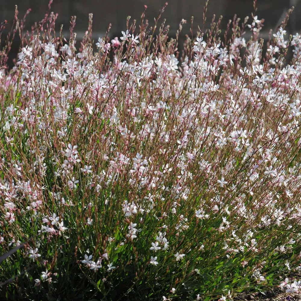 Gaura lindheimeri "Whirling Butterflies"