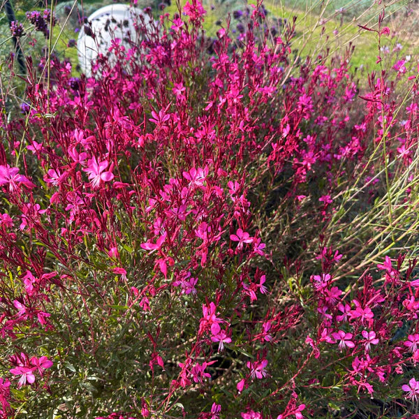 Gaura lindheimeri "Gaudi Red"