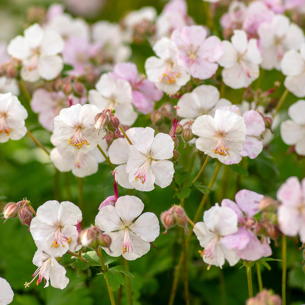 Geranium cantabrigiense x "Biokovo"