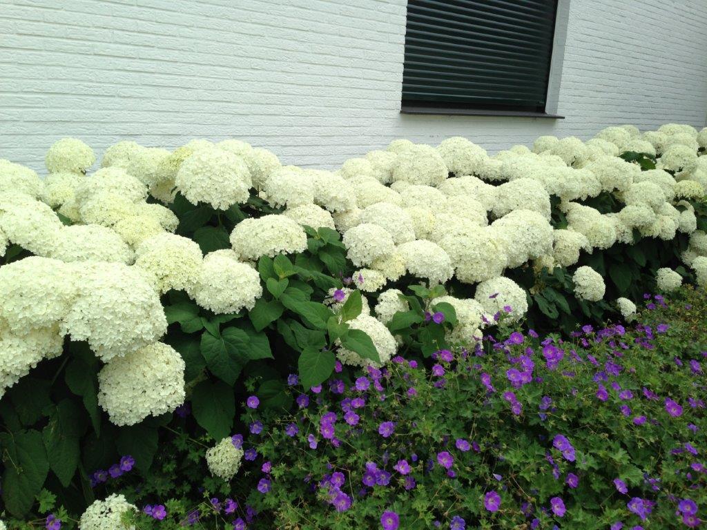 Hortensia "Strong Annabelle" 0.20 - 0.30 m / Hydrangea arborescens "Strong Annabelle"/