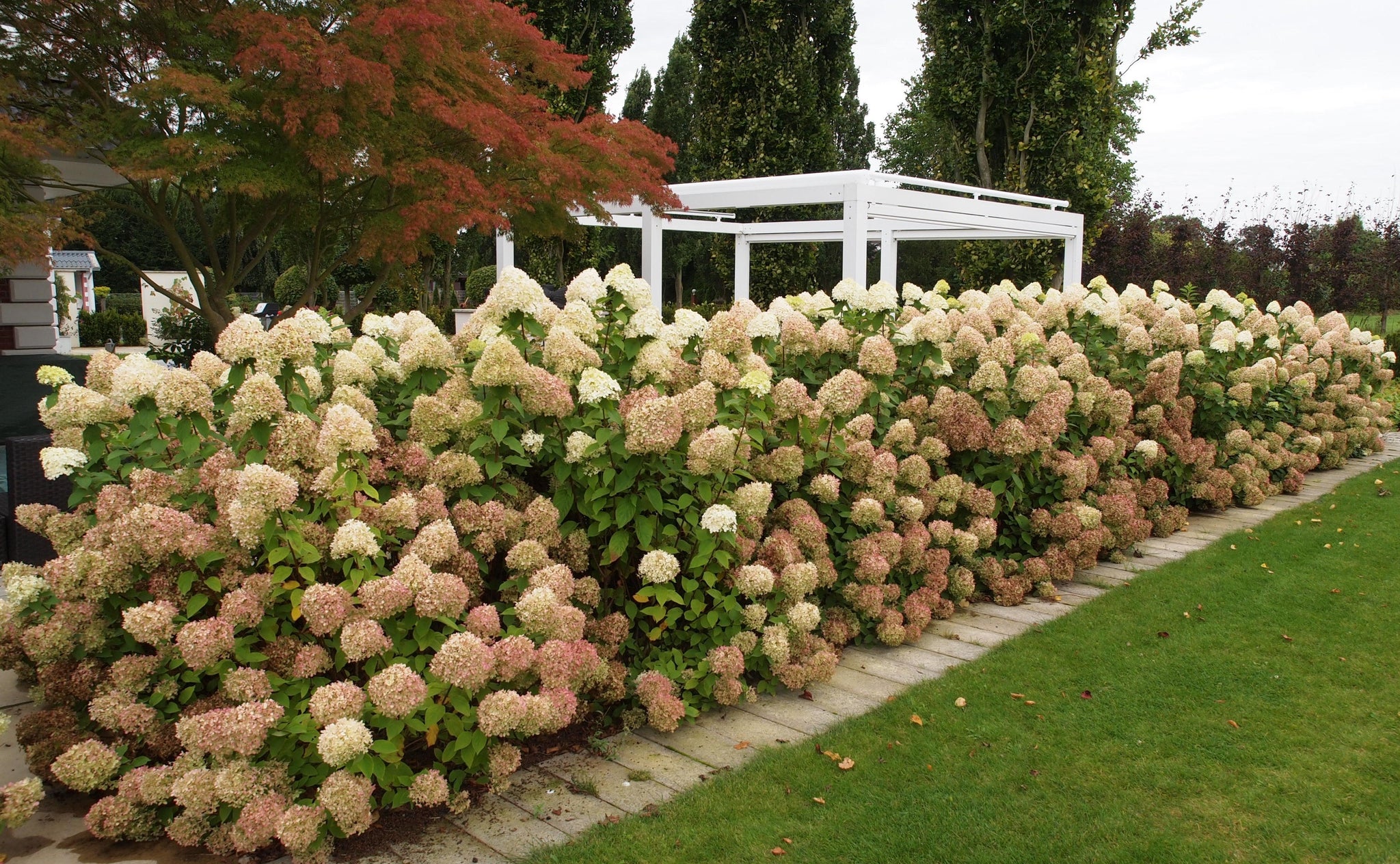 Hortensia paniculata 'Limelight' / Hydrangea paniculata 'Limelight'/