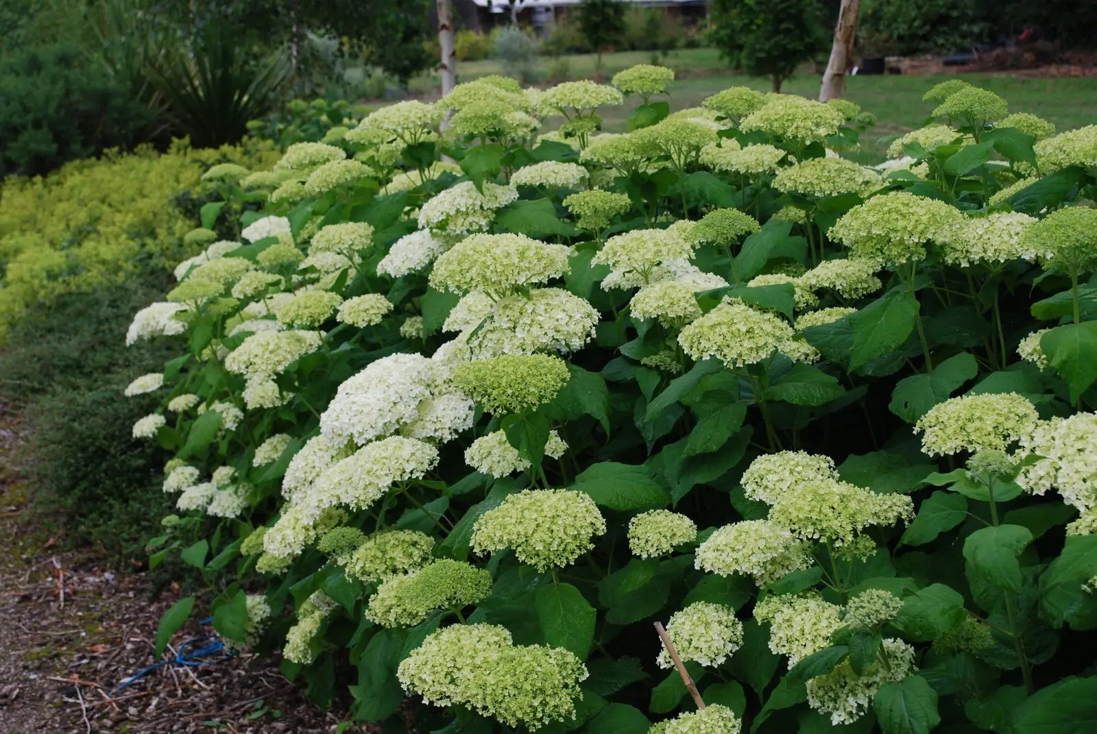 Hortensia "Strong Annabelle" 0.20 - 0.30 m / Hydrangea arborescens "Strong Annabelle"/
