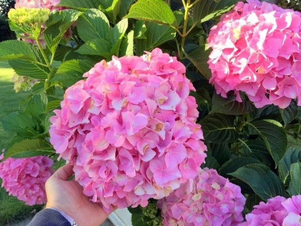 Hortensia "Belle Seduction" 0.40 - 0.60 m / Hydrangea macr. Belle Seduction"/