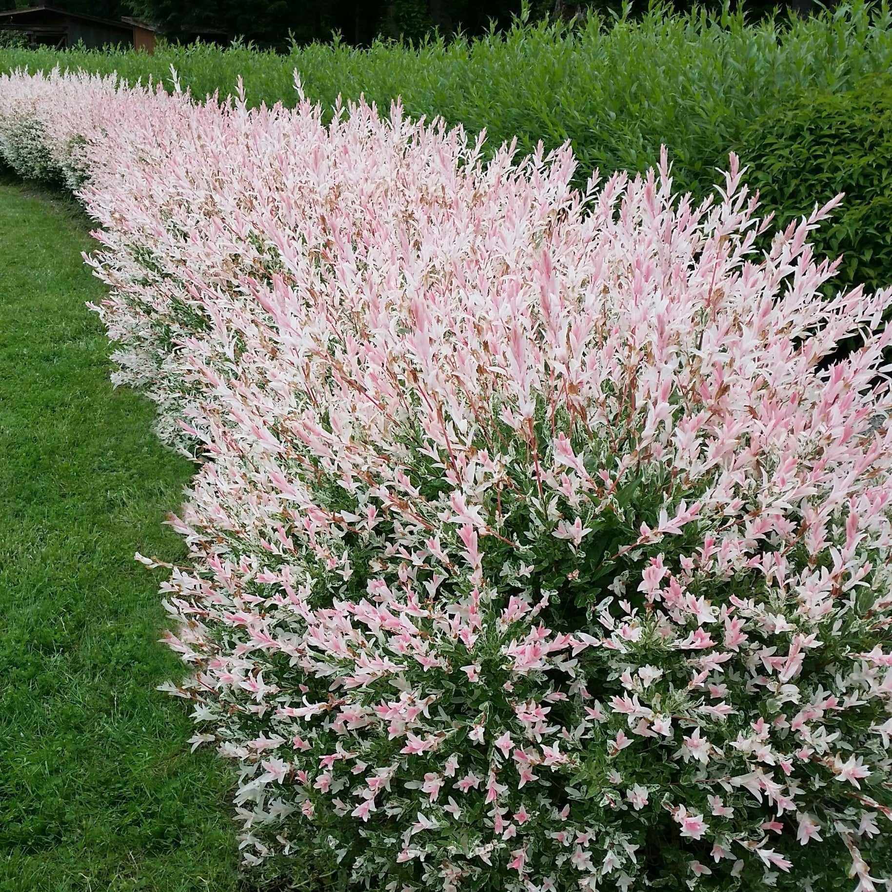 Salcie japoneza "Hakuro Nishiki" 1.30 - 1.50 m / Salix integra "Hakuro Nishiki"/