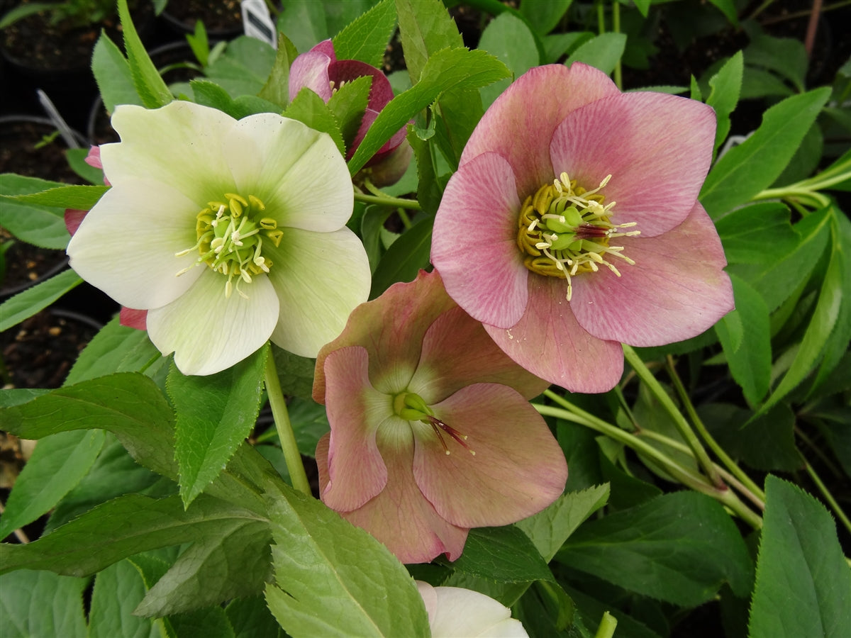 Helleborus orientalis