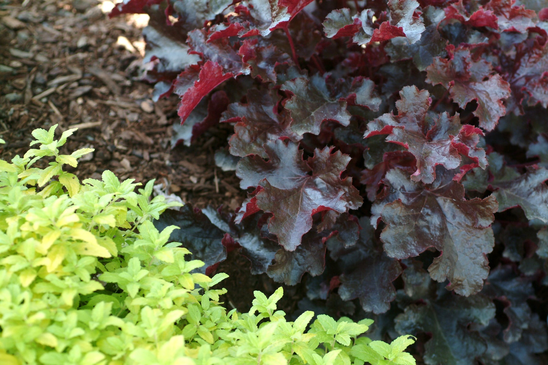Heuchera "Black Beauty" 0.10 - 0.20 m